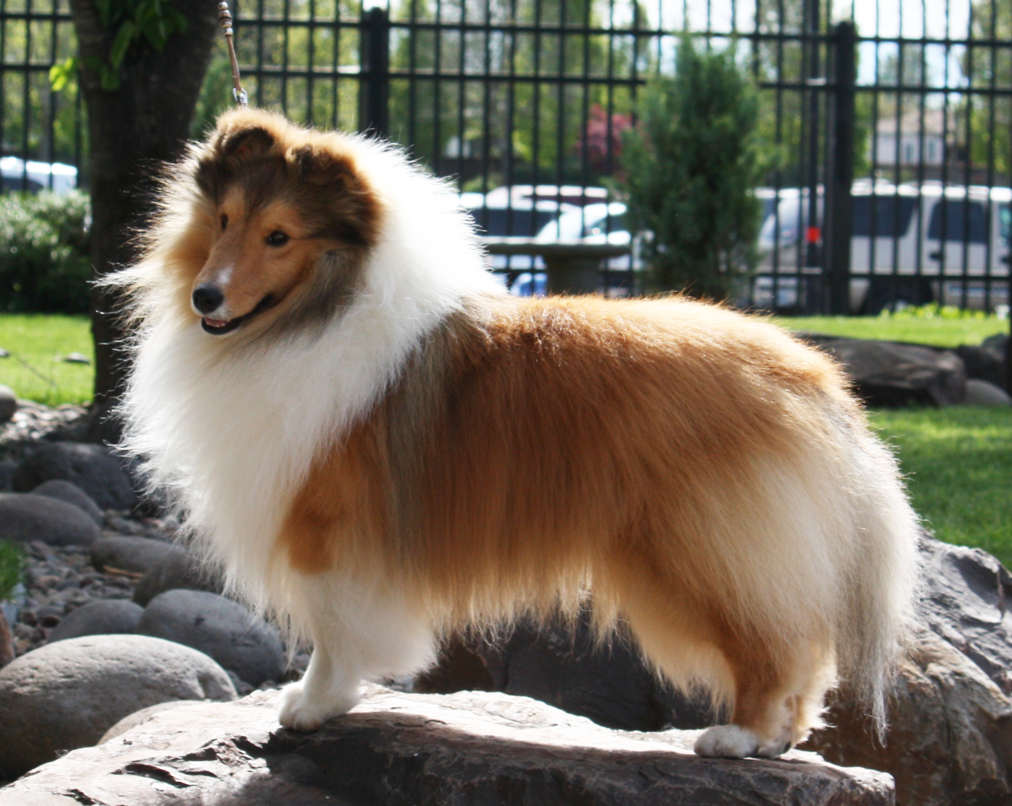 Amber store hill shelties